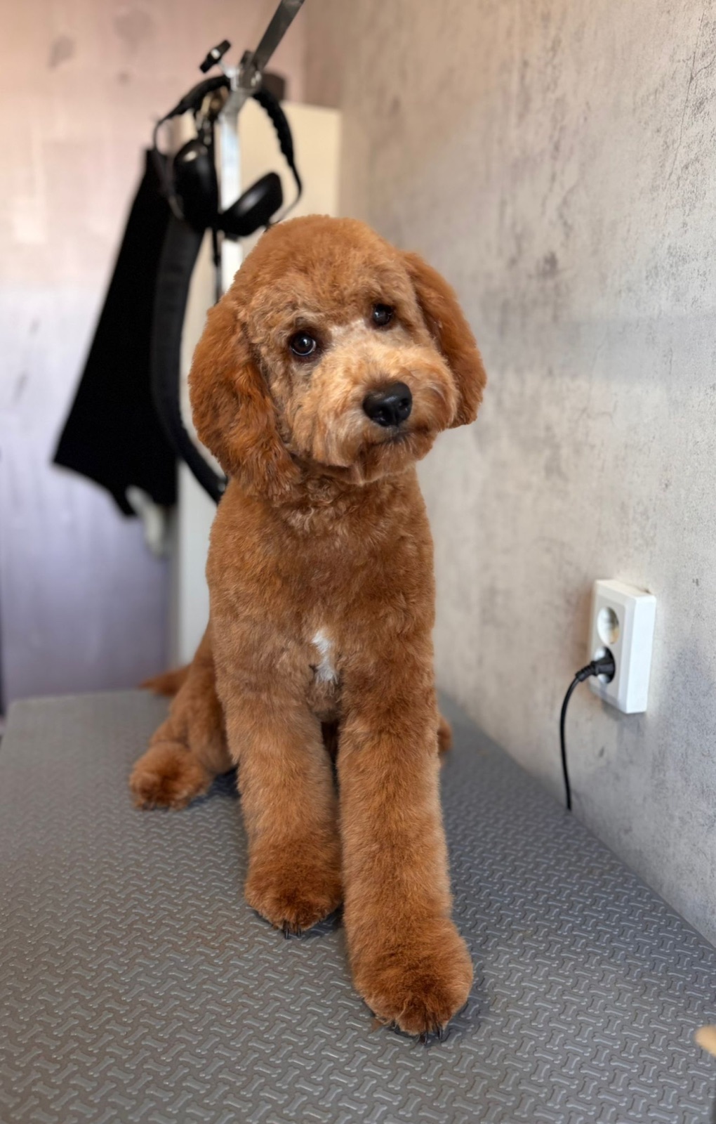 Bruine hond na een verzorgde trimbeurt